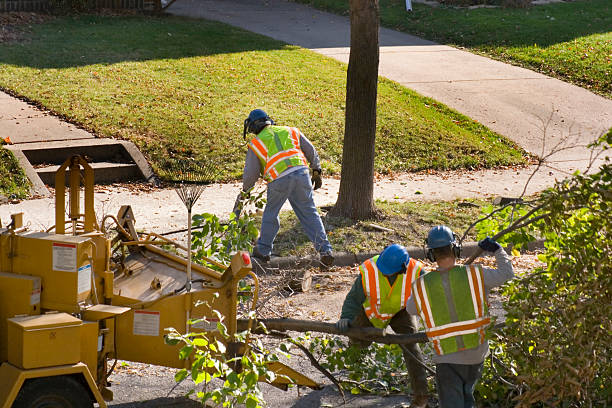 Professional Tree Service in Mabton, WA